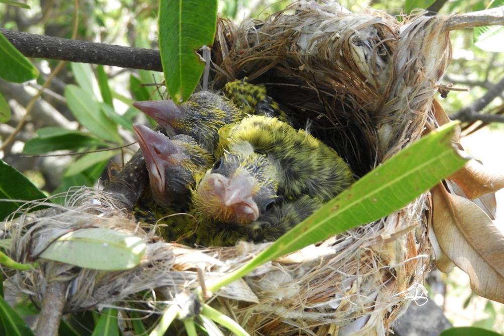黃鸝築巢在國訓園區，成功孵育3隻幼鳥。(高雄市野鳥學會提供)