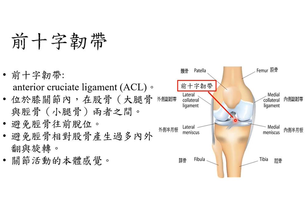 前十字韌帶連接大腿骨和小腿骨，提供膝蓋運動的支撐